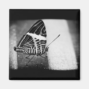 butterfly crossing magnet