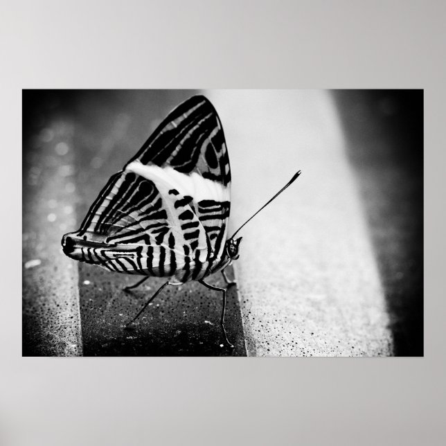 butterfly crossing poster (Front)