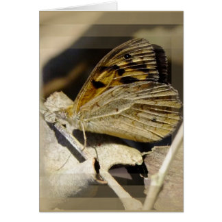 Butterfly dreaming