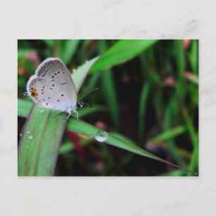 butterfly & drop @ nine mile run postcard