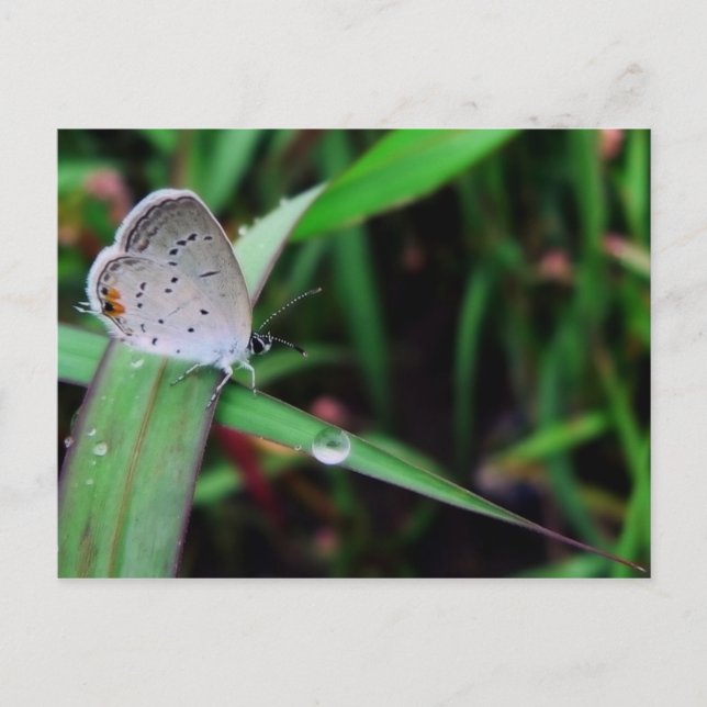 butterfly & drop @ nine mile run postcard (Front)