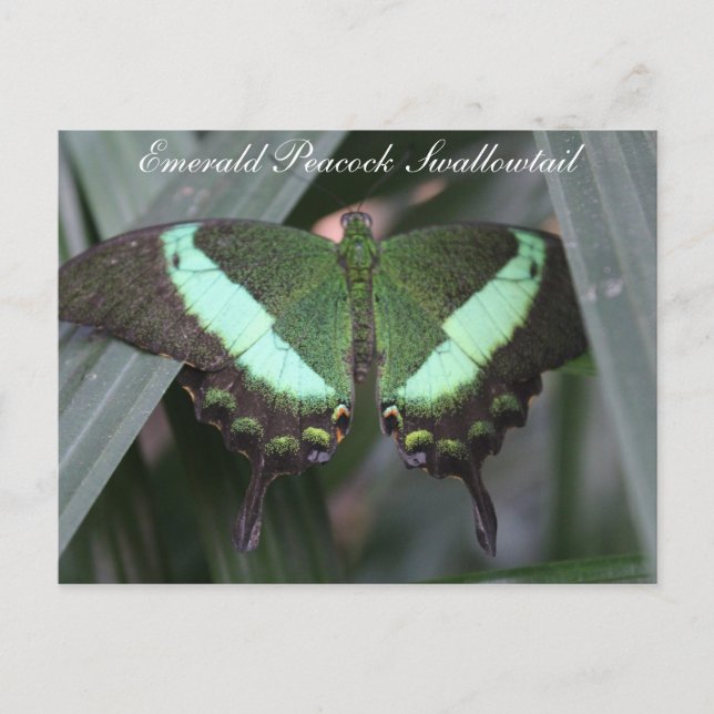 Butterfly Emerald Peacock Swallowtail # 2 Postcard (Front)