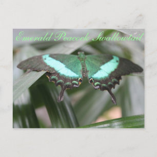 Butterfly Emerald Peacock Swallowtail # 5 Postcard