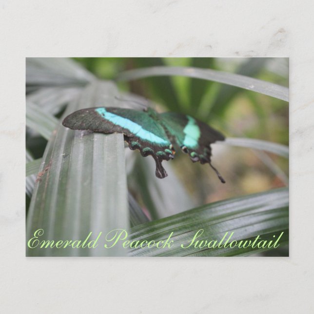 Butterfly Emerald Peacock Swallowtail # 6 Postcard (Front)