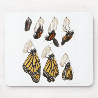 Butterfly emerging from coccoon mouse pad