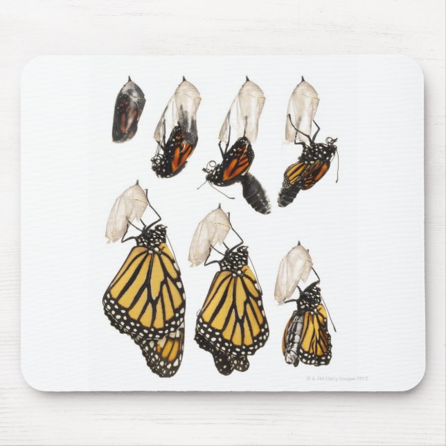 Butterfly emerging from coccoon mouse pad (Front)