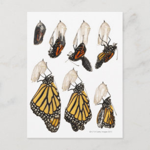 Butterfly emerging from coccoon postcard