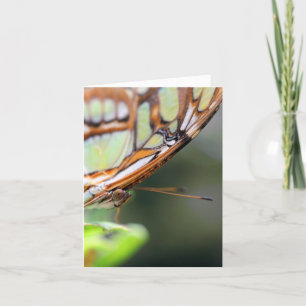 Butterfly Face Nature Photography Note Card