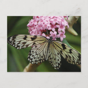 Butterfly Flowers 2 Postcard