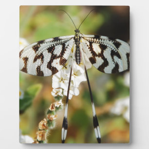 Butterfly Flowers Blossoms Wedding Shower Peace Plaque
