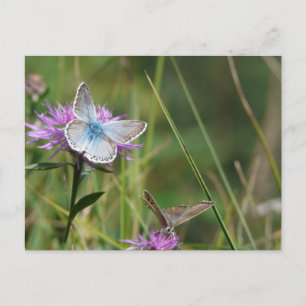 Butterfly Flowers Blossoms Wedding Shower Peace Postcard