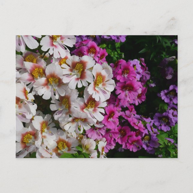 Butterfly Flowers White Pink and Purple Postcard (Front)