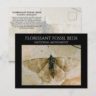 Butterfly Fossil, Florissant Fossil Beds, Wyoming Postcard