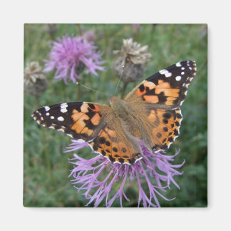 Butterfly Fridge Magnets