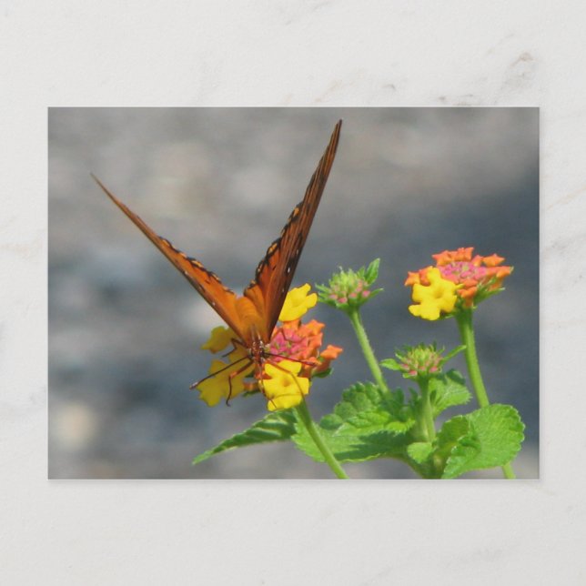 Butterfly Garden Postcard (Front)