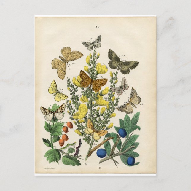 Butterfly Garden Postcard (Front)