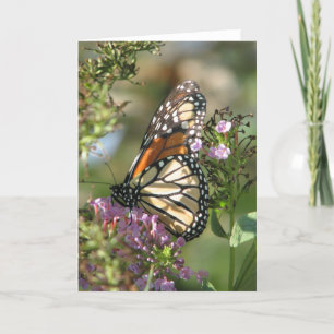 Butterfly Garden Series Card