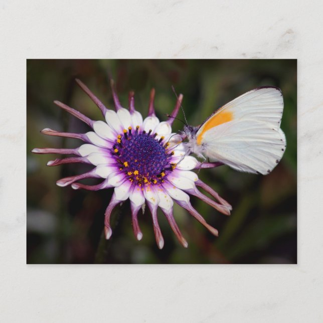 Butterfly gifts postcard (Front)