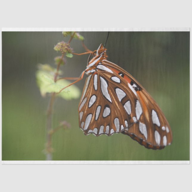 Butterfly Gulf Fritillary Passion Orange Green Tissue Paper (Front)