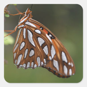 Butterfly Gulf Fritillary Passion Orange Spotted Square Sticker
