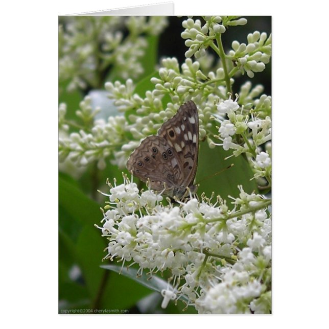 Butterfly : Hackberry Emperor (Front)