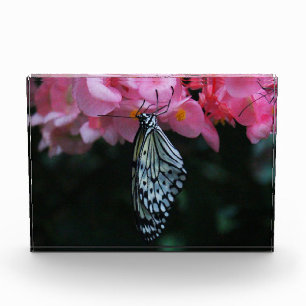 Butterfly Hanging from Flowers Photo Block