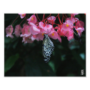 Butterfly Hanging from Flowers Photo Print