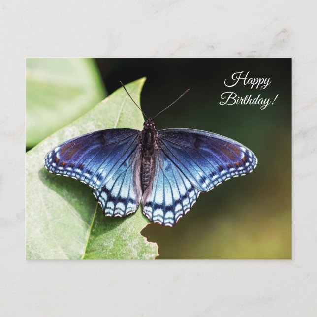 Butterfly Happy Birthday Postcard (Front)