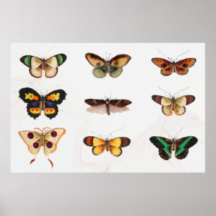 Butterfly Illustration Poster