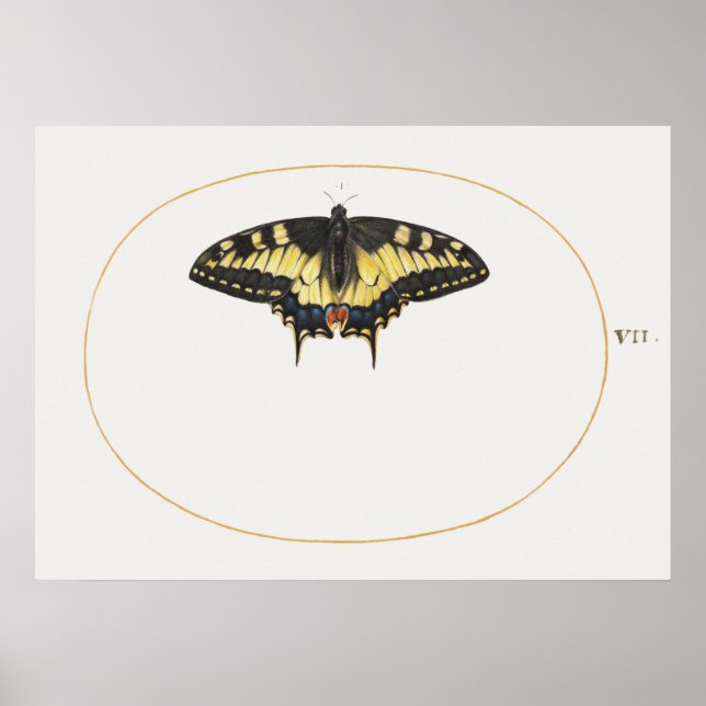 Butterfly Illustration Poster (Front)