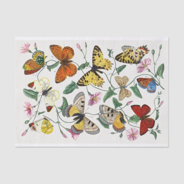 Butterfly Illustration Tissue Paper (Front)