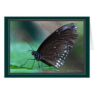 Butterfly in Aqua