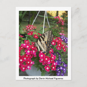 Butterfly in Springtime Postcard