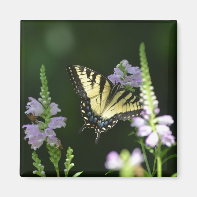 Butterfly In The Garden Magnet (Front)