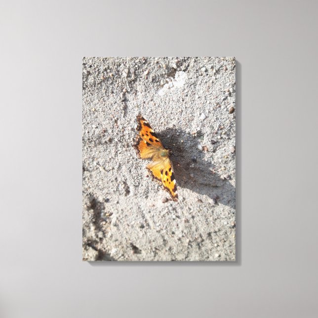 Butterfly in the Sunshine Canvas Print (Front)