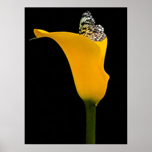 butterfly in yellow lily on black poster