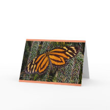Butterfly Inspiration