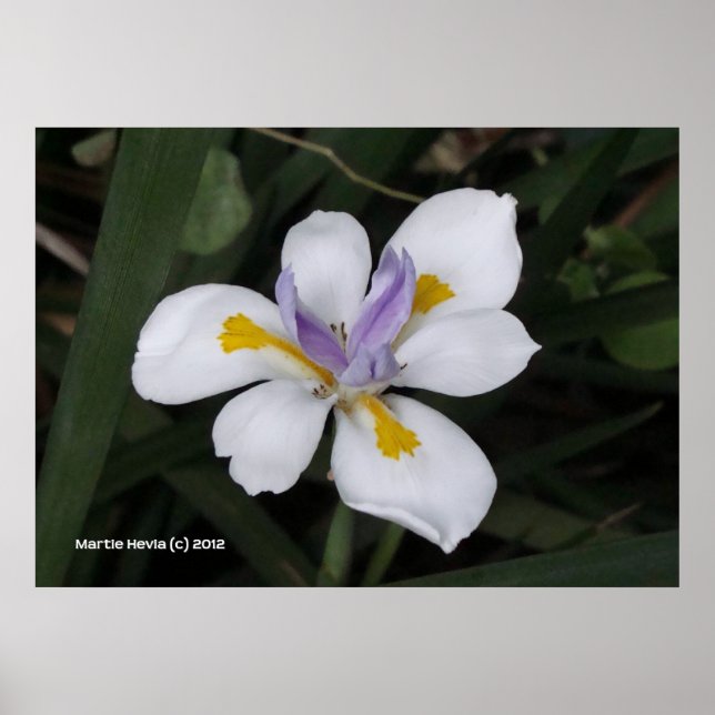 Butterfly Iris Poster (Front)
