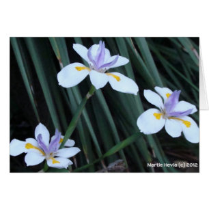 Butterfly Iris Trio