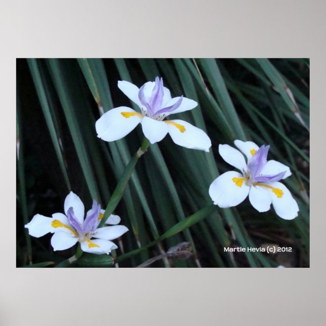 Butterfly Iris Trio Poster (Front)