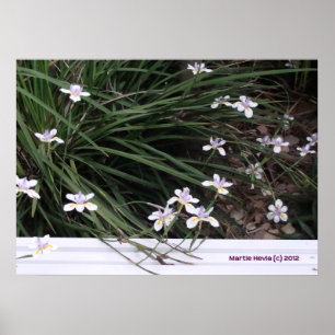 Butterfly Irises Poster