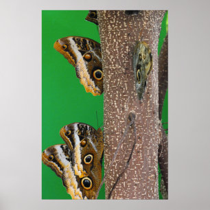 Butterfly Kisses Poster