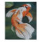 Butterfly Koi Fish Poster