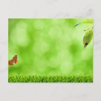 Butterfly & Ladybug over Grass Postcard