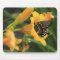 Butterfly Lily