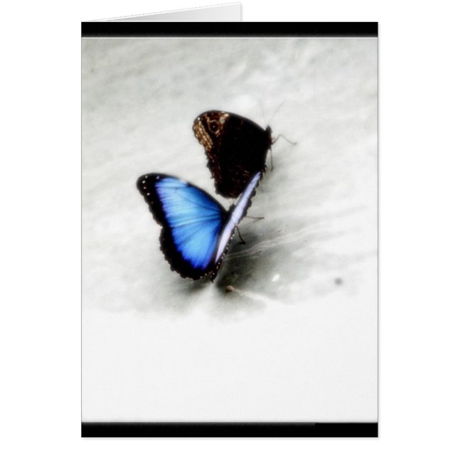 Butterfly Love (Front)