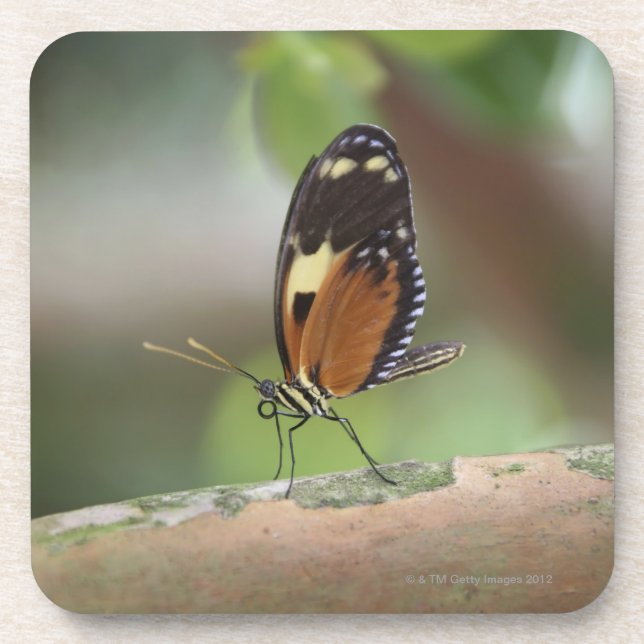 Butterfly Macro Coaster (Front)