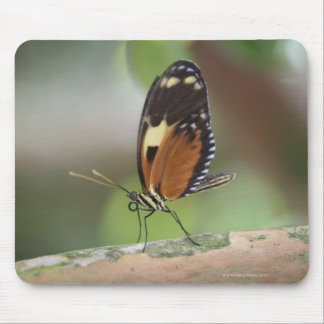 Butterfly Macro Mouse Pad