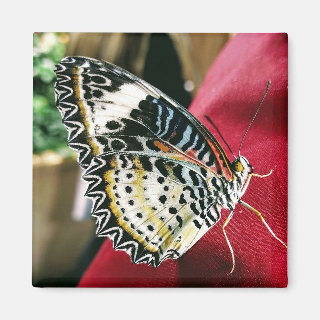 Butterfly Magnet (Front)