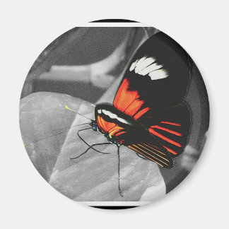 Butterfly Magnet